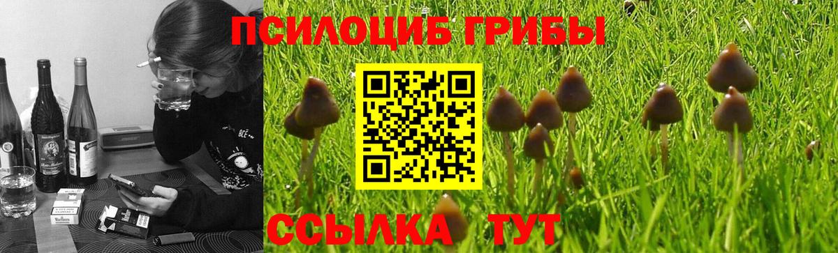 Нижневартовск  Галлюциногенные грибы Psilocybe  Вход с VPN 